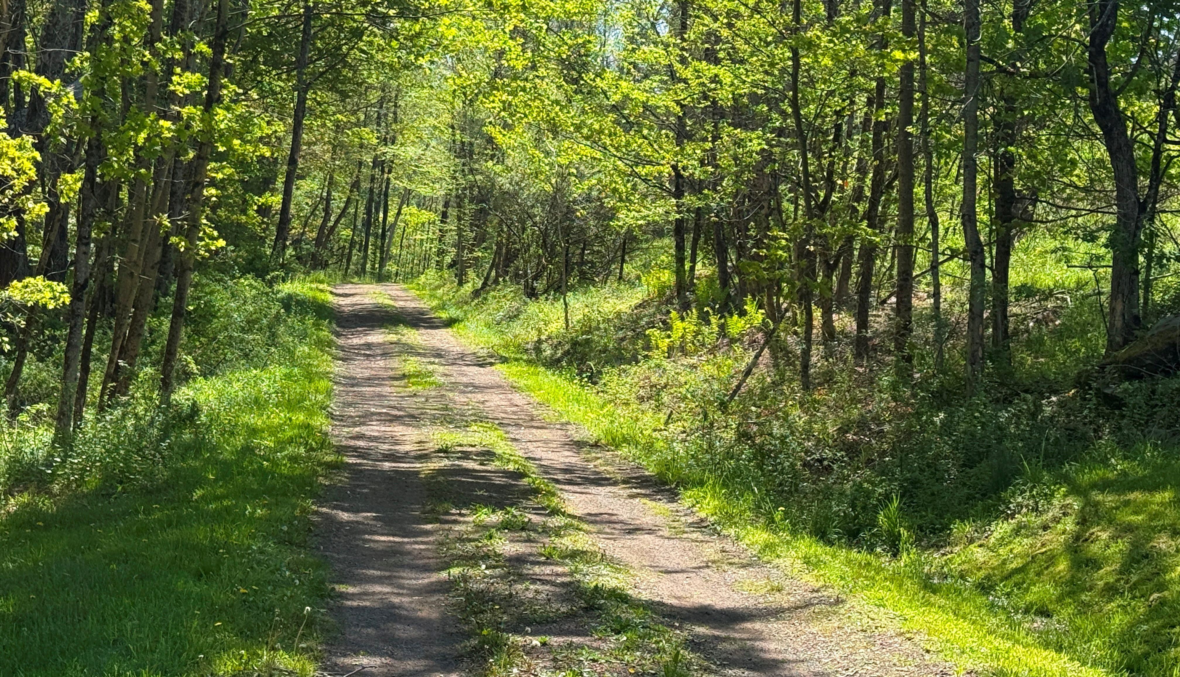 Private dirt road to One Happy Cabin