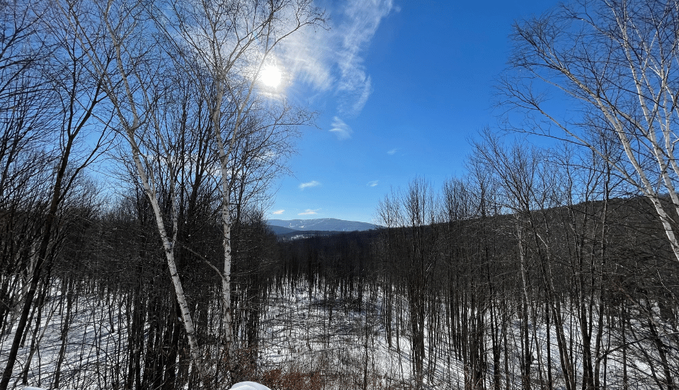 Winter views through the birches
